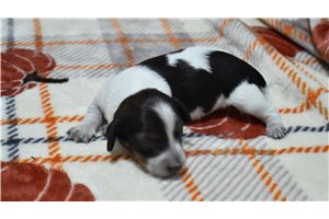 Mason - Mini Dachshund for sale