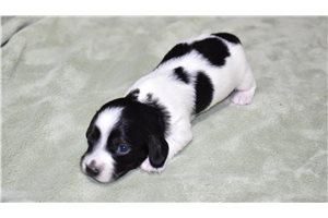 Callie - puppy for sale