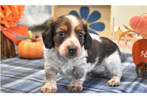 Mason - Mini Dachshund for sale