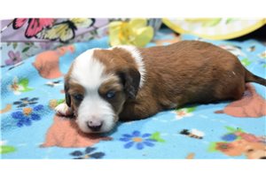 Marcy - Dachshund, Mini for sale