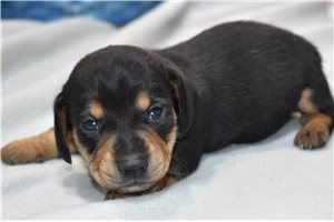 Ashley - Dachshund, Mini for sale