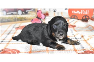 Hope - Mini Dachshund for sale