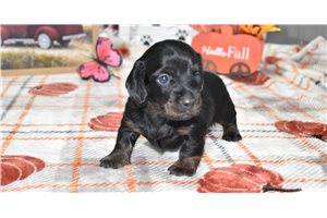 Xander - Dachshund, Mini for sale
