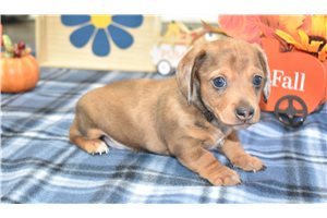 Kashton - Mini Dachshund for sale
