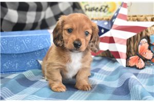 Trinity - Dachshund, Mini for sale