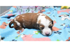 Myra - Dachshund, Mini for sale