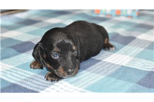 Jasmine - Dachshund, Mini for sale