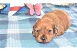Trinity - Dachshund, Mini for sale