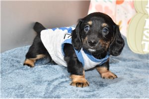 Noah - Dachshund, Mini for sale