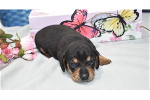 Caroline - Dachshund, Mini for sale