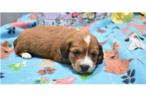 Myra - Dachshund, Mini for sale