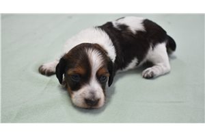 Mason - puppy for sale