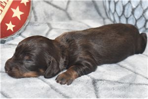 Jade - Dachshund, Mini for sale