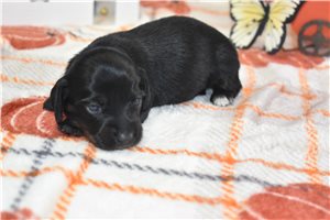 Hope - puppy for sale