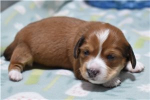 Myra - Dachshund, Mini for sale