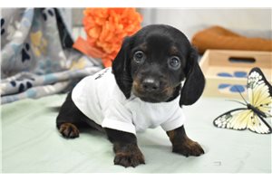 Xander - Mini Dachshund for sale