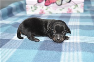 Jake - puppy for sale