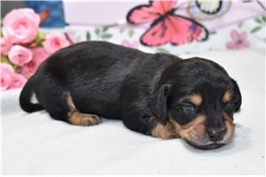 Luke - puppy for sale