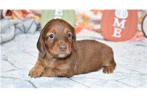 Page - puppy for sale
