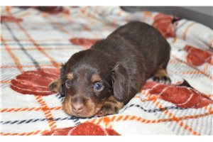 Noah - Mini Dachshund for sale
