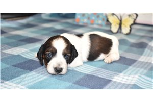 Rosie - Dachshund, Mini for sale