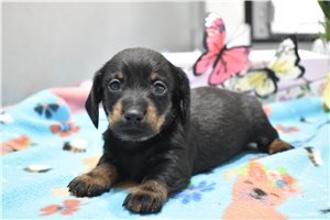 Randy - Dachshund, Mini for sale