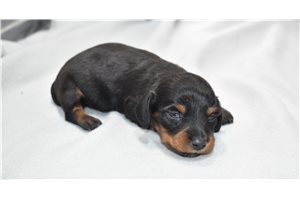 Claire - puppy for sale
