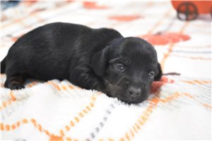 Xander - Dachshund, Mini for sale