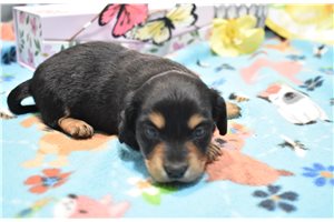 Ashley - puppy for sale