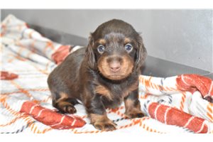 Bryson - Mini Dachshund for sale