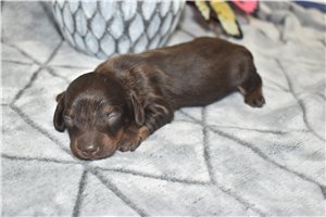 Jade - Mini Dachshund for sale