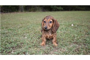 Halo - Dachshund, Mini for sale