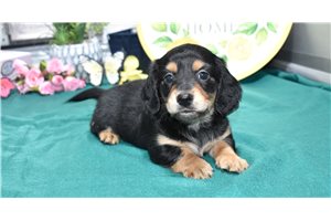 Luke - Dachshund, Mini for sale