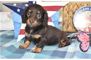 Liberty - Dachshund, Mini for sale