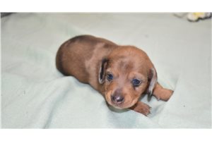 Kashton - puppy for sale