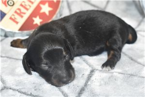 Jasmine - Dachshund, Mini for sale