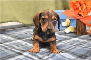 Uriah - Mini Dachshund for sale