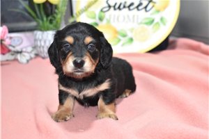 Luke - Dachshund, Mini for sale