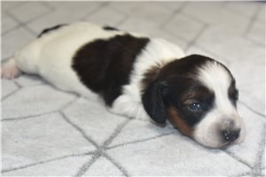 Rosie - Dachshund, Mini for sale