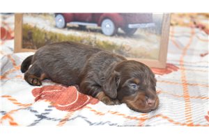 Noah - puppy for sale