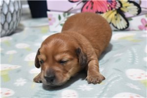 Shelby - Dachshund, Mini for sale