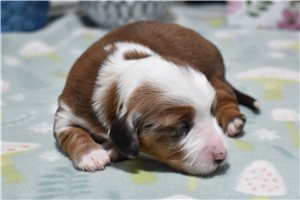 Marcy - puppy for sale