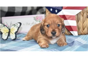 Trinity - Dachshund, Mini for sale