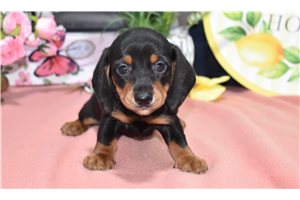 Cora - Dachshund, Mini for sale
