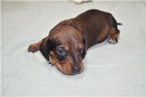 Uriah - Mini Dachshund for sale