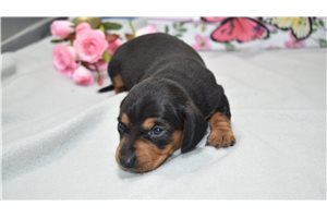 Cora - puppy for sale