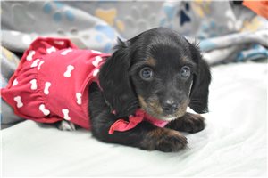 Hope - Mini Dachshund for sale