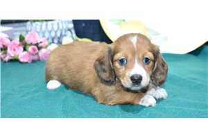 Myra - Dachshund, Mini for sale