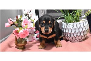 Claire - Dachshund, Mini for sale