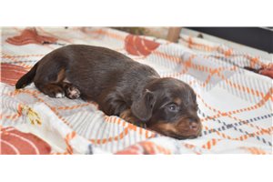 Bryson - puppy for sale
